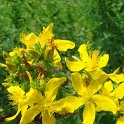 Hypericum perforatum fleur